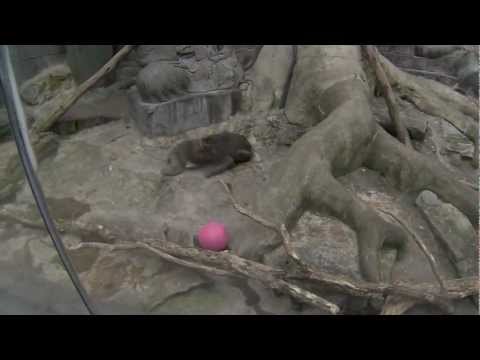 Monkey Deathmatch Part 6