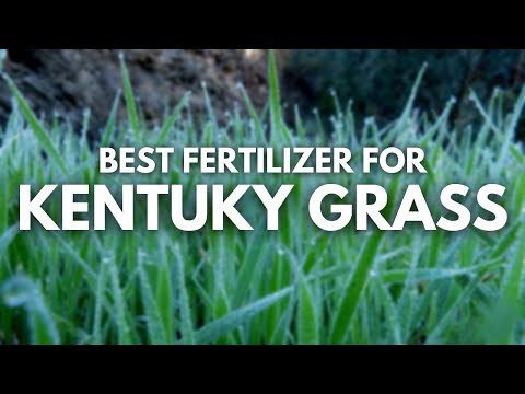 Best Fertilizer For Kentucky Bluegrass | The best fertilizers for 2021