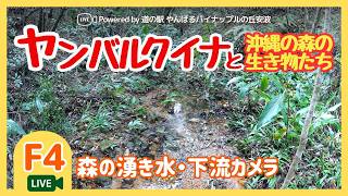 【F3】森の湧き水・下流カメラ（水際）｜沖縄やんばる生き物LIVE live webcam