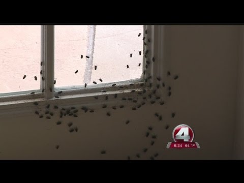 download lagu mp3 mp4 Flies In My Room, download lagu Flies In My Room gratis, unduh video klip Flies In My Room