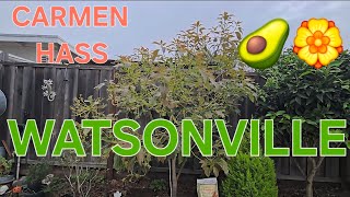 CARMEN HASS AVOCADO FALL BLOOM FRUITSET ON A 3½ YEAR OLD TREE IN WATSONVILLE CALIFORNIA