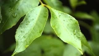 MICHAEL W. SMITH -- SONG FOR RICH -- WILLIAM LOCKMILLER PHOTOGRAPHY