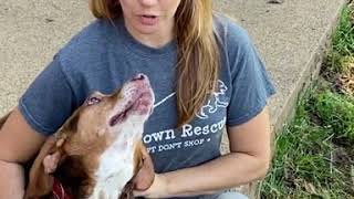 Video preview image #1 Beagle Puppy For Sale in Bardstown, KY, USA