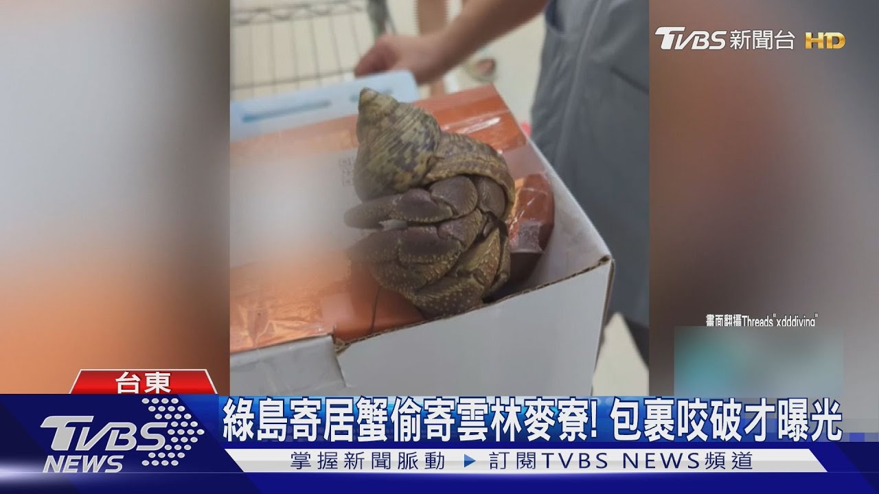 誇張! 超商偷寄巴掌大綠島寄居蟹 送咬破「包裹」才曝光