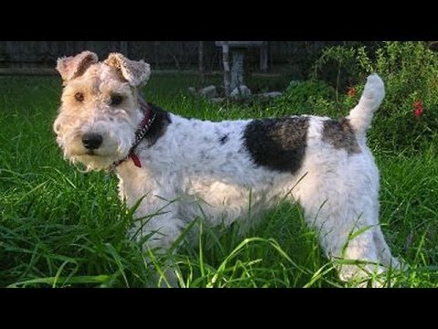 60 Seconds Of Cute Wire Fox Terrier Puppies!