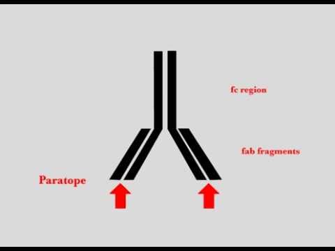 Immunohistochemistry / Immunolabeling