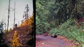 Two Lesser Known Bigfoot Photos That May Surprise You