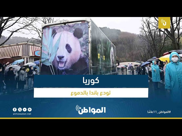 كوريا تودع الباندا بالدموع