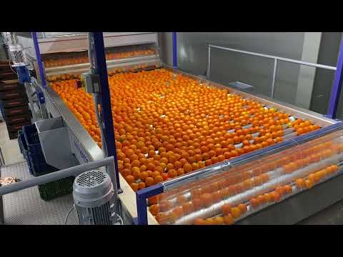 Novatec S.A. - Washing, Drying, Sorting & Packing Line for Citrus