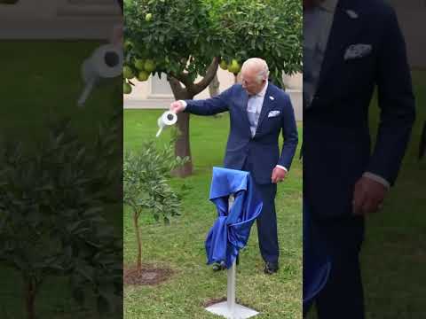King Charles Waters an Orange Tree and Unveils a Plaque to Mark the Royals Historic Vatican Visit
