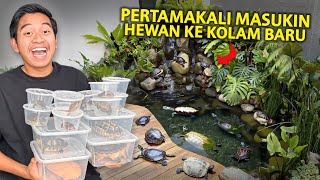 Download lagu PERTAMAKALI MASUKIN PULUHAN KURA-KURA KE KOLAM BARU! mp3 Download lagu PERTAMAKALI MASUKIN PULUHAN KURA-KURA KE KOLAM BARU! mp3