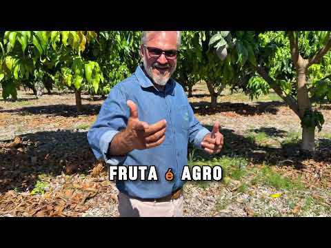 Agro Pillati ( colheita da manga)