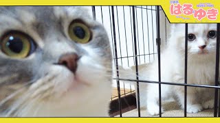 子猫vs子猫 壮絶な戦い【召喚獣はるとゆき】