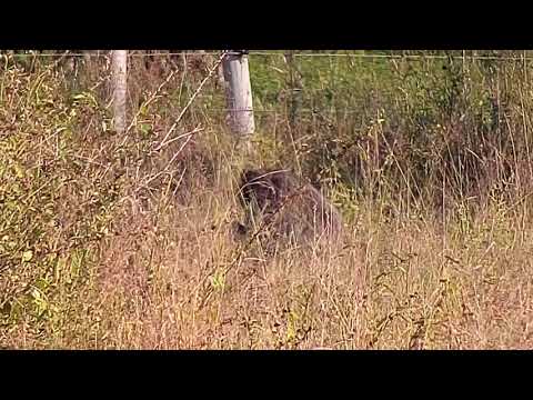 Djuma: Impalas and Baboons - 07:16 - 04/28/21