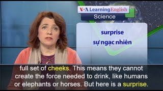 Phát âm chuẩn - Anh ngữ đặc biệt: Cats and Dogs Drink Water Differently (VOA)