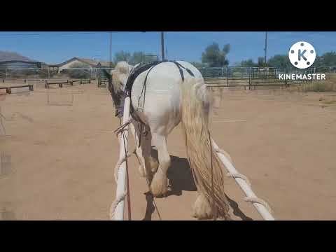 Napoleon with the Pvc pipes