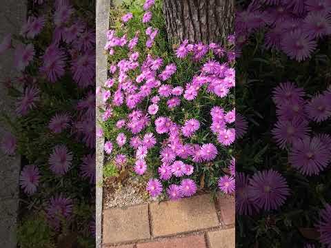 大きな草原ボタン 植物