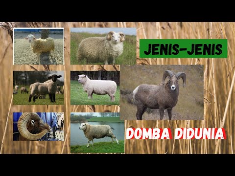 , title : 'JENIS-JENIS DOMBA DIDUNIA | JENIS DOMBA PALING BESAR'