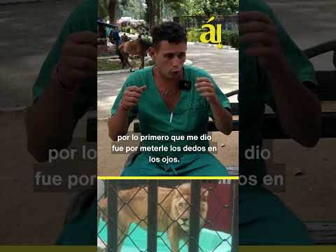 ¡LO ATACÓ UN LEÓN!: Veterinario relata cómo escapó de la muerte en un zoológico en Cuba