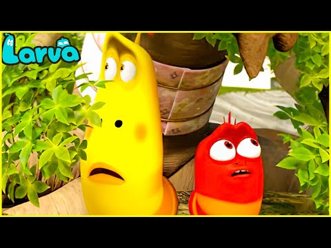🍅🍅LARVA SEASON 3 EPISODE 1 ~ 108 🍅🍅 CARTOON COMPILATION 🍅🍅 CARTOONS MOVIE NEW VERSION