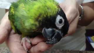 preview picture of video 'James Askew presents Conure with vestibular disease.'
