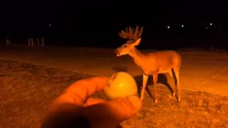 preview picture of video 'G.M. 13 point buck'