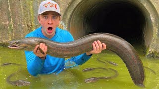 Netting Wild EELS For My NEW AQUARIUM!