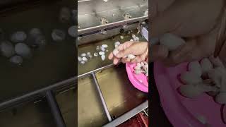 Download lagu bolbar ek kotha #youtubeshort #viralshort #vairalvideo #viralshorts #😱♥️♥️♥️ mp3 Download lagu bolbar ek kotha #youtubeshort #viralshort #vairalvideo #viralshorts #😱♥️♥️♥️ mp3