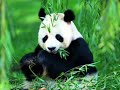 Panda sound effect