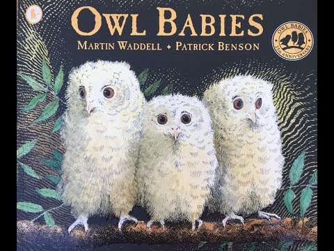 フクロウの赤ちゃん (Owl Babies)