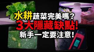 水耕蔬菜真的完美嗎？3大隱藏缺點，新手一定要注意！