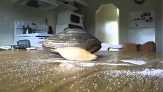 Live Clam Licks Salt On a Table