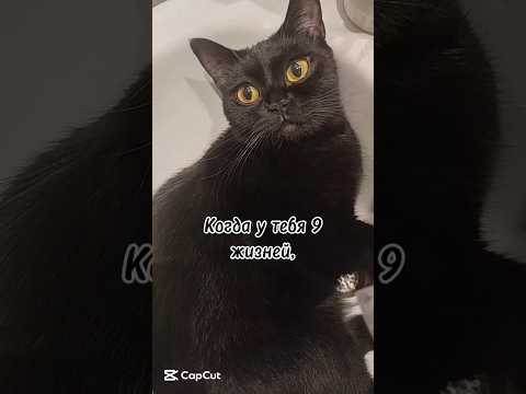 Вот такие дела🤣 #pleasesubscribe #top #shorts #love #funny #cats