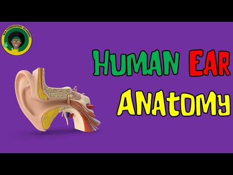The Human Ear and Its Parts || Human Ear Anatomy || Parts of the Ear