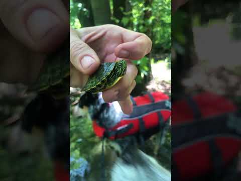 Found this little guy while kayaking on Nolin.