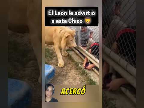 The Lion warned this Boy 🦁 #lion #animals #nature