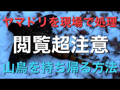 ヤマドリ テッセラタについて詳しく解説