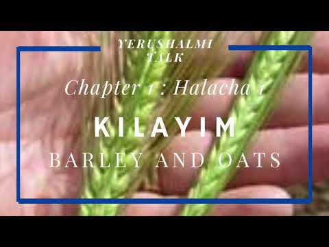 Yerushalmi Daf Yomi: "Barley and Oats" Kilayim Chapter 1 : Halacha 1 (Part 2/2)