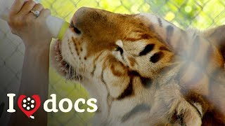 The American Tiger - Big Cat Zoo Documentary