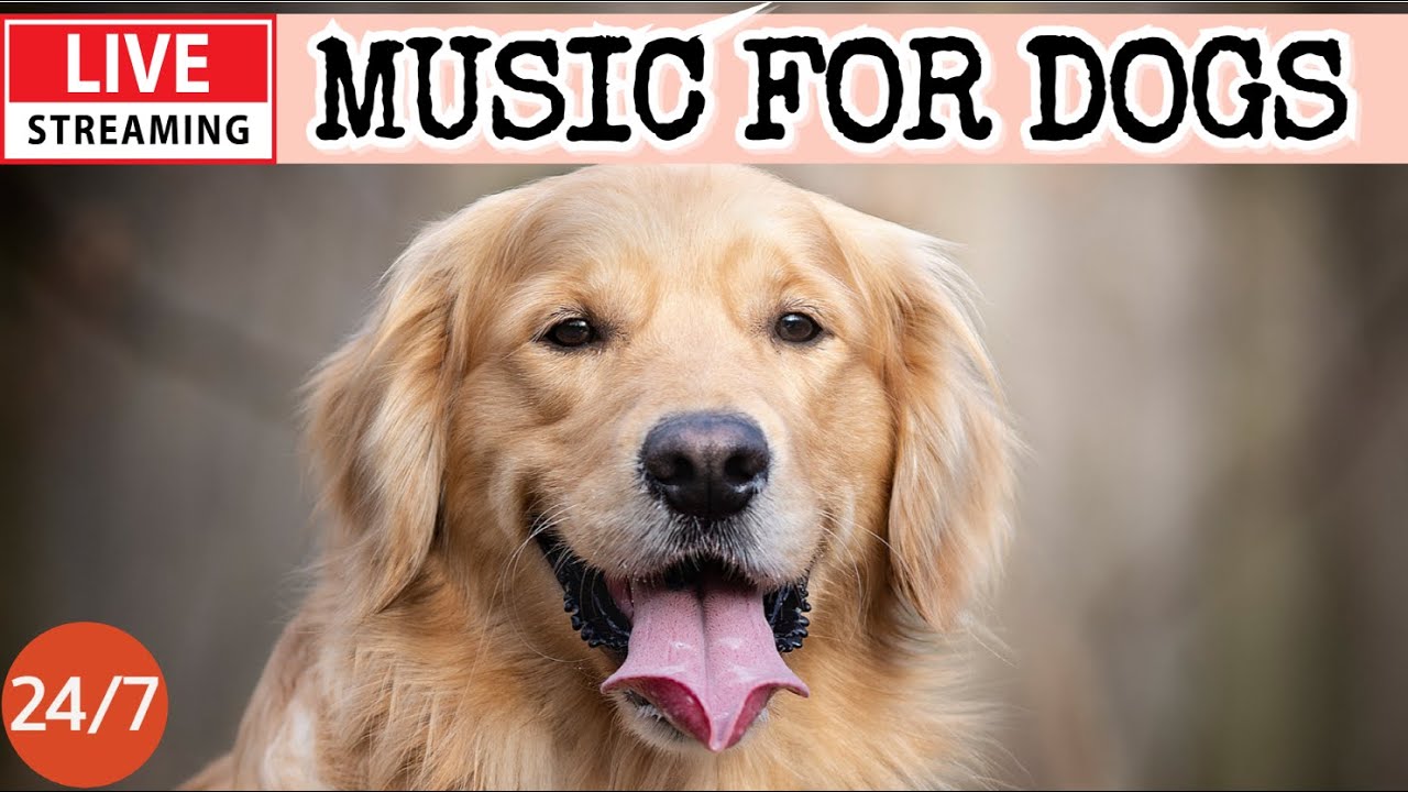 🔴[LIVE] Dog Music🎵Dog Calming Music🐶💖Separation Anxiety Relief💖🦮Calming Music for Dog's Sleep🔴17