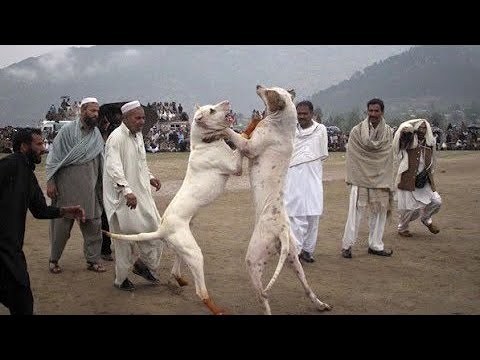 Pakistani bully Fight@TalhaGhouriVlogs1
