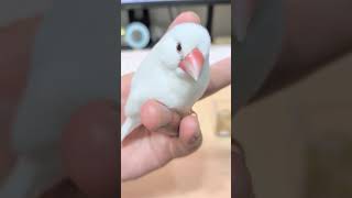 おとなしくなでなでされるピーコ🕊️