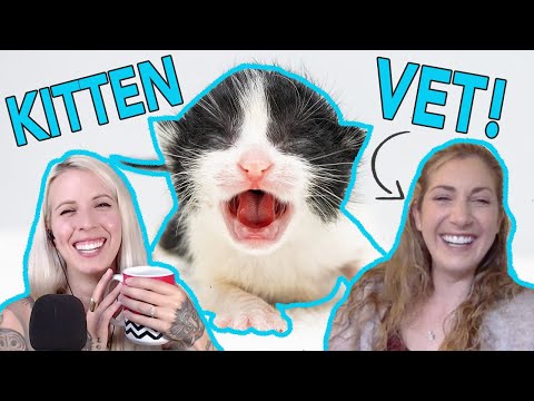 Veterinary Care for Baby Kittens