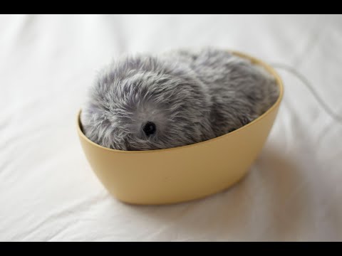 Moflin Review Video 4