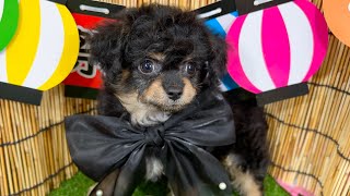 ハーフ犬の動画01