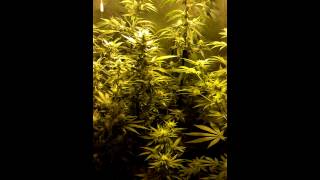 Week 4 flower ssh,nl#5,green crack