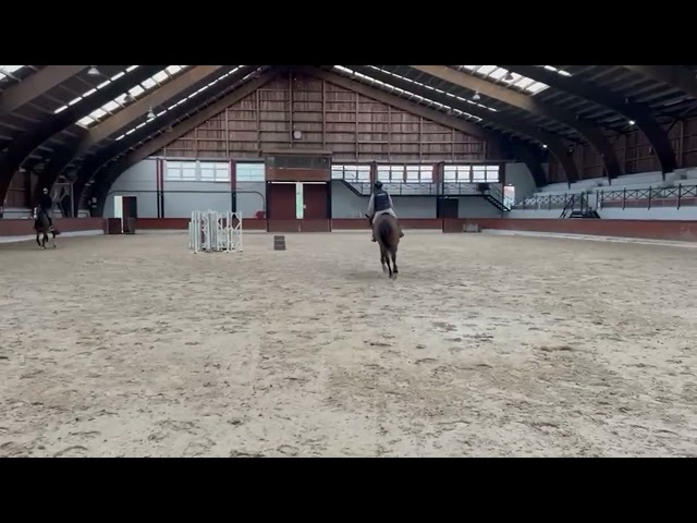 Cavalla BWP Cavallo da Sangue Belgio In vendita 2013 Baio ,  Galisco van paemel 