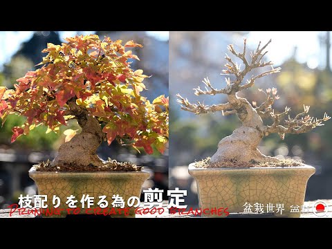 花のつぼみの芽吹き