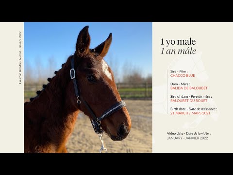 Lot 3 - 1 year old male - Chacco Blue x Balida de Baloubet (by Baloubet du Rouet)