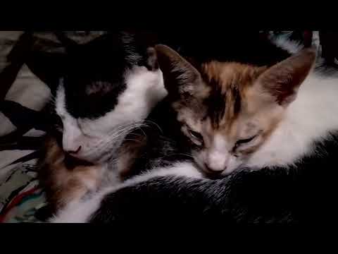 We Are Sleeping. Ours Mini Video.